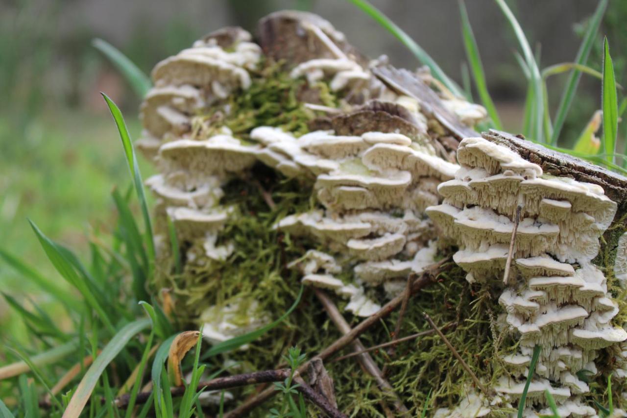 Casa Boletus Villa Castro Laboreiro Eksteriør billede